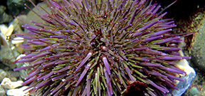 Divers carry out sea urchin cull Photo