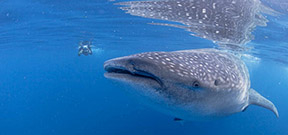 How to love a whale shark Photo