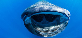 New research into Yucatan whale shark movements Photo