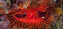 New paper on “Disco Clams” Photo