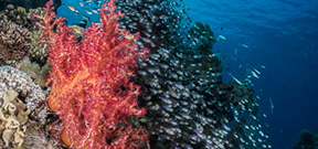 Research suggests coral reefs can be restored Photo