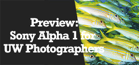 Wetpixel Live: Sony Alpha 1 Underwater Photography Preview Photo