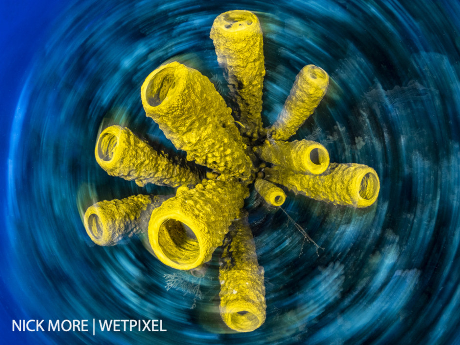 Tube Sponge Swirl. Yellow Tube Spnges, Grand Cayman. Settings: ISO400 f/11 1/15thsec.  Spin / Twirl using Slow-Shutter Speed.  Front Curtain Sync. 