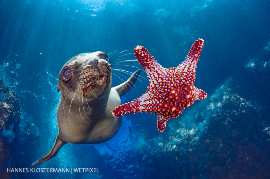 A young California sea lion (*Zalophus californianus*) plays with a starfish.