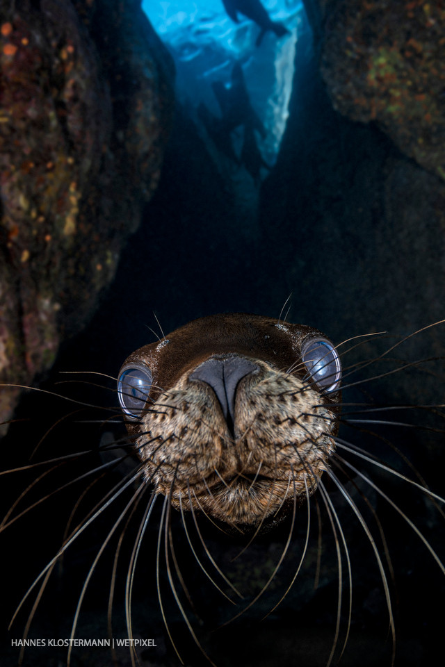 A juvenile California sea lion (*Zalophus californianus*) investigates the camera.