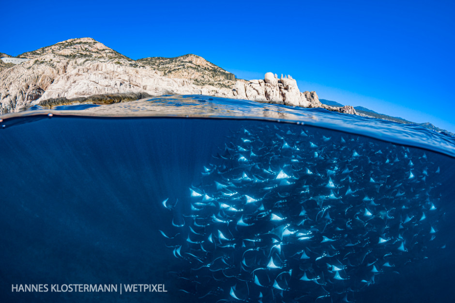 The annual mobula ray migration along the coast of Baja California Sur.