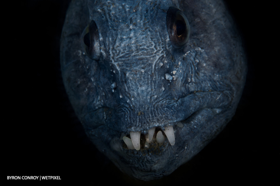 Wolf eel (*Anarrhichthys ocellatus*).