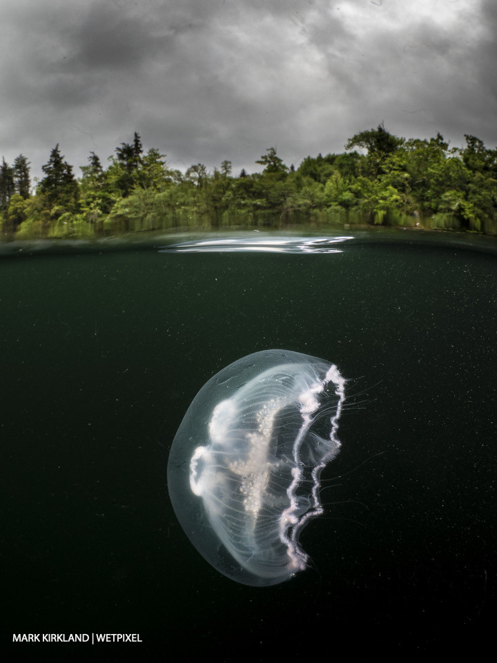 Moon jellyfish (*Aurelia aurita*). Loch Sween, Scotland