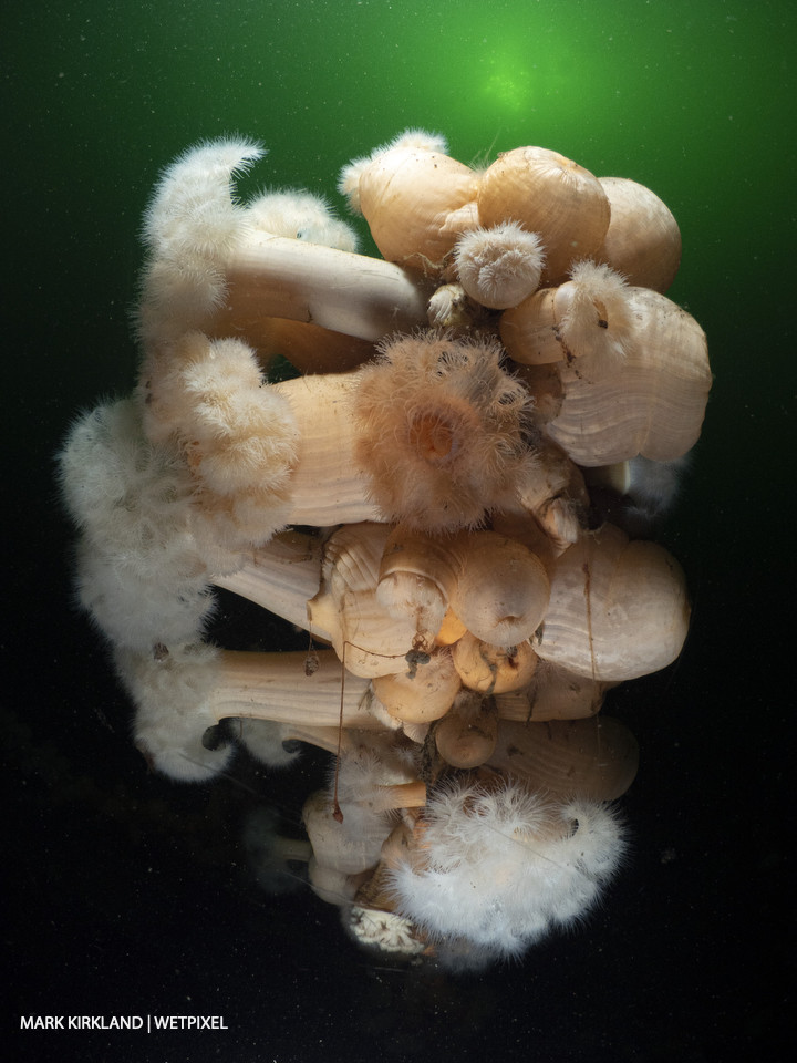 Plumose anemones (*Metridium deianthis*) on the SS Breda, Ardmucknish Bay, Scotland.