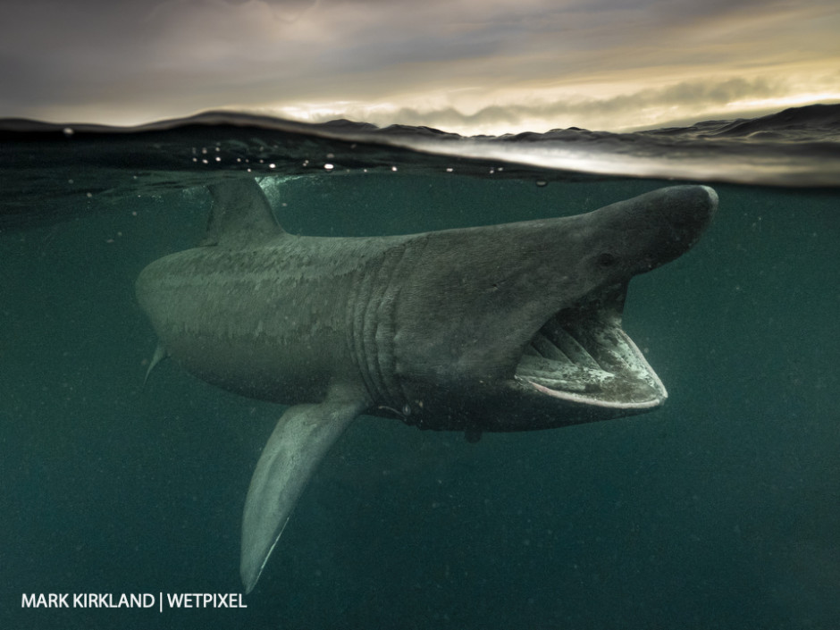 Basking shark (*Cetorinus maximus*). Gunna Sound, Scotland.