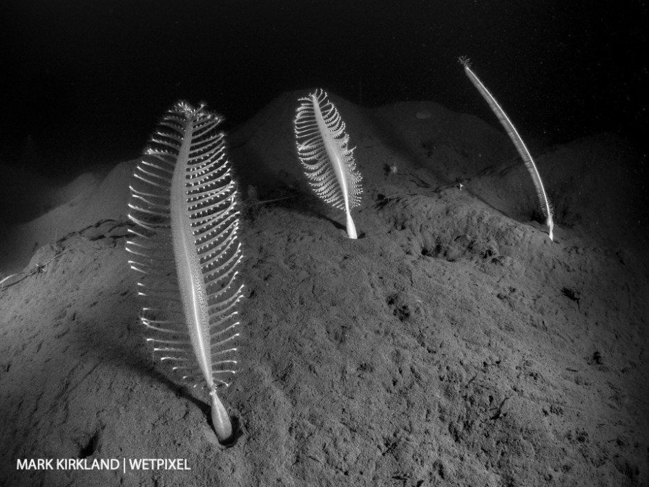 Phosphorescent sea pen (*Pennatula phosphorea*) and slender sea pen (*Virgularia miribilis*). Loch Leven, Scotland.