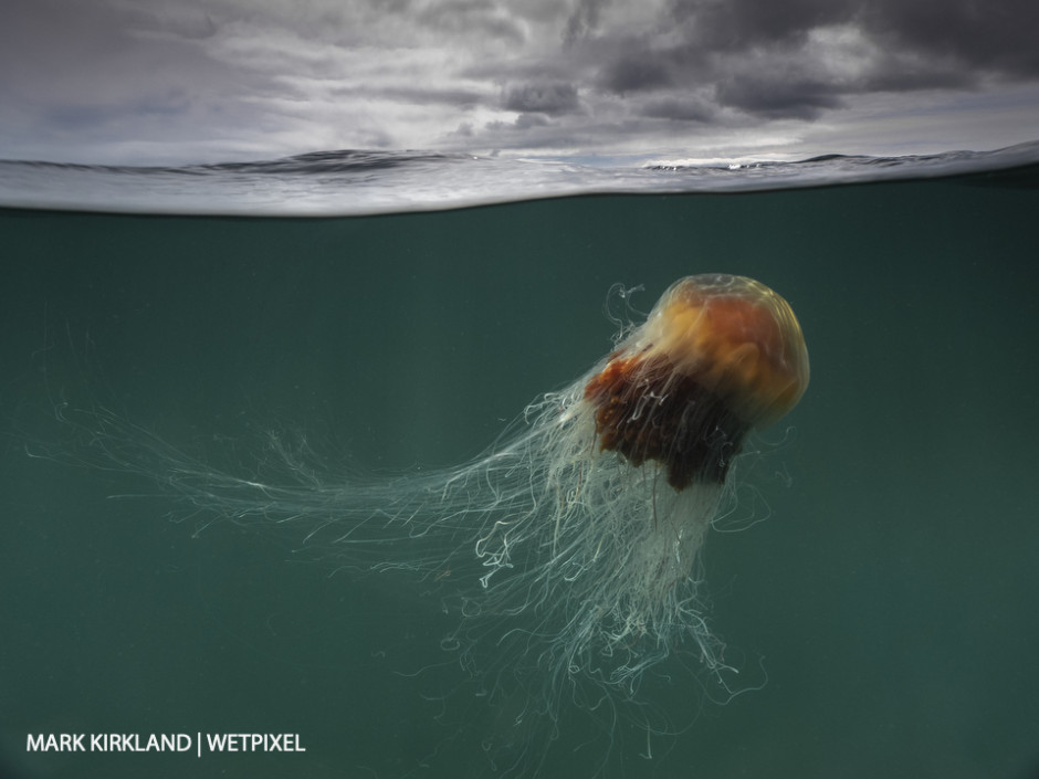 Lion's mane jellyfish (*Cyanea capillata*). Isle of Coll, Scotland.