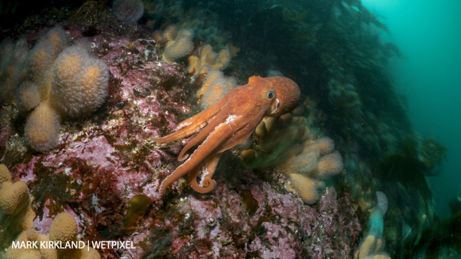 Curled octopus (*Eledone cirrhosa*). Sutherland, Scotland.