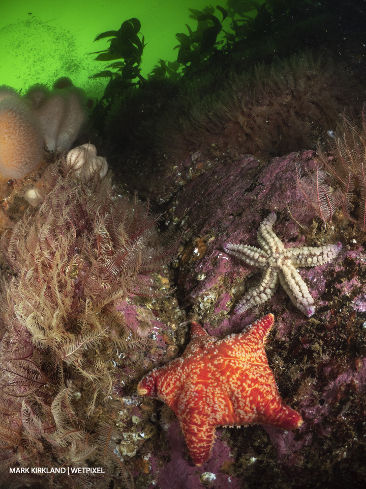 Red cushion star (*Poronia pulvillus*) and spiny starfish (*Marthasterias glastialis*). Kinlochbervie, Scotland.