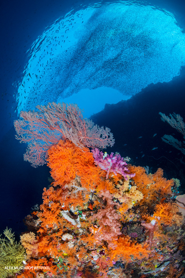  Reef scene with orange soft corals (*Scleronephthya sp*.), pink and red soft corals (*Dendronephthya sp*.), and red sea fan (*Melithaea sp*.) with schooling silversides above.   Pelee Island, Misool.