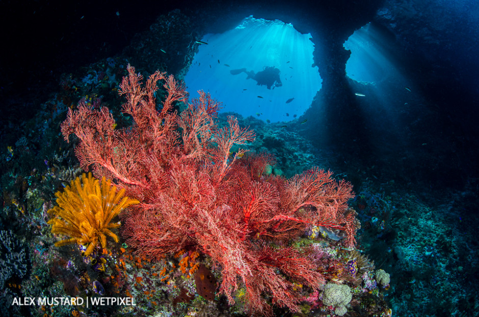  A diver explores Boo Windows, with a red seafan (*Melithaea sp*.) and yellow crinoid. oo Windows, Boo Islands, Misool.