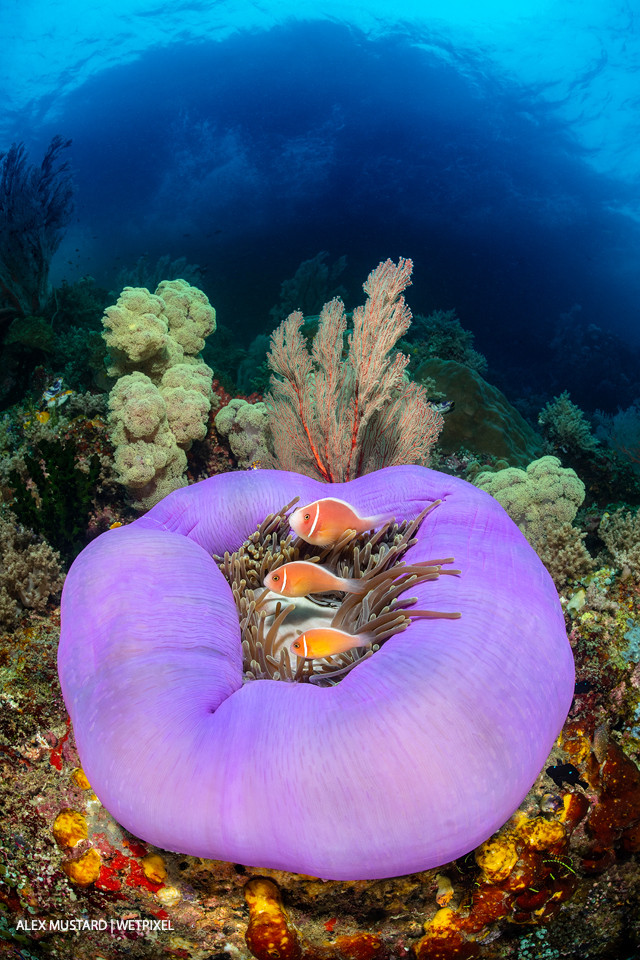 Three pink anemonefish (*Amphiprion perideraion*) living in a purple skirted magnificent sea anemone (*Heteractis magnifica*) on a coral reef, below a small island. Misool.