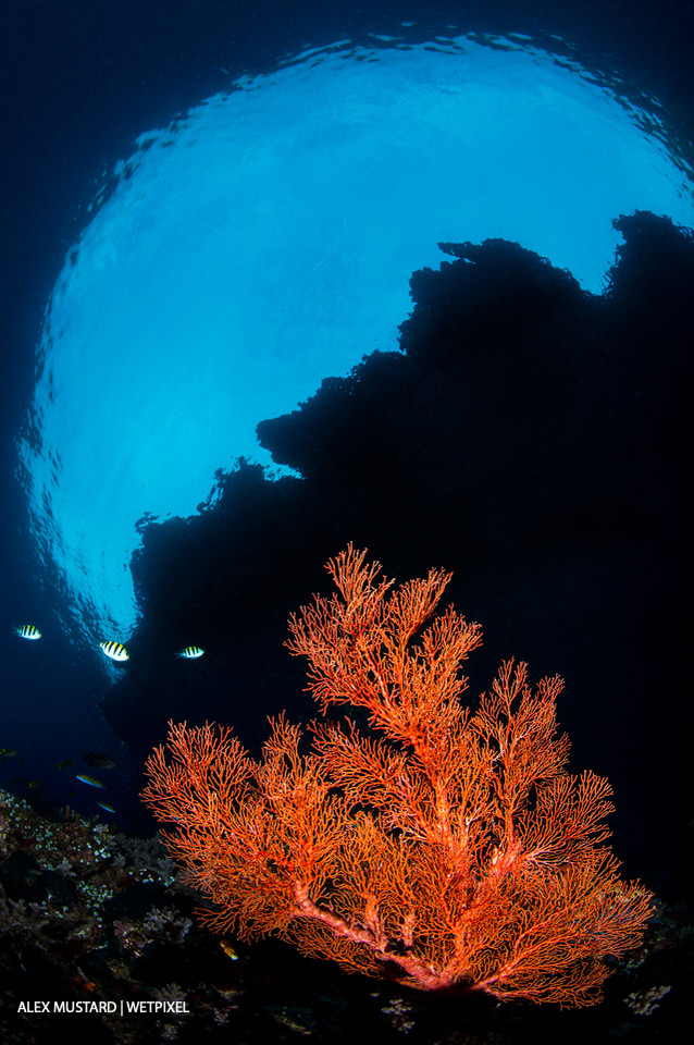 A red sea fan (*Melithaea sp*.) growing beneath the overhang of an island. Andiamo, Daram Islands, Misool.
