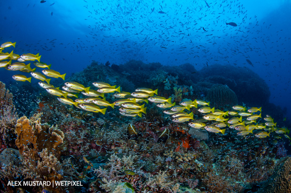 A streaming school of bigeye snappers (*Lutjanus lutjanus*) swims across a reef filled with fish. Andiamo, Daram Islands, Misool.