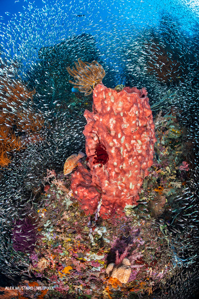 Schools of baitfish (including cardinalfish: *Apogon spp*., silversides: *Atherinidae*) mass on a coral reef, with giant barrel sponge (*Xestospongia sp*.) and predatory coral grouper (*Cephalopholis miniata*). Misool, Raja Ampat.