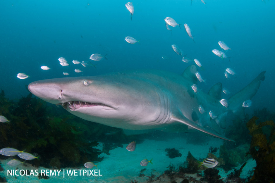 A grey nurse shark (*Carcharias taurus*), also called ragged-tooth shark or sandtiger shark in other parts of the world. Cabbage Tree Bay, Manly (North Sydney).