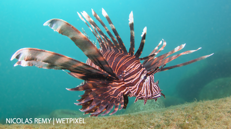 Some tropical species like this common lionfish (*Pterois volitans*) travel in larvae stage via the East Australian Current, and make it to Sydney. Bare Island, La Perouse.