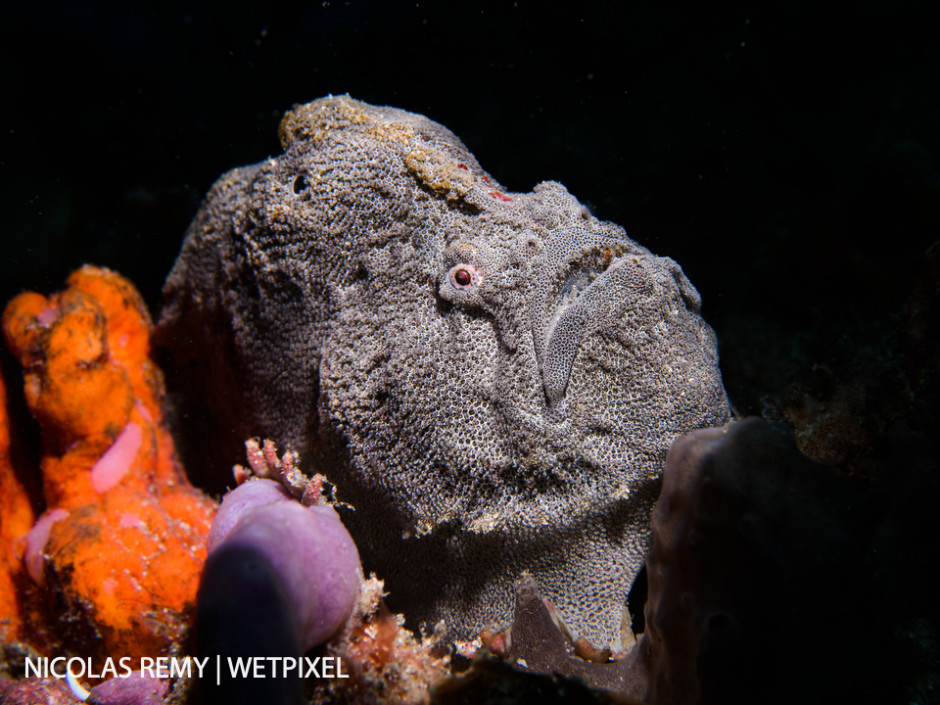The red-fingered anglerfish (*Porophryne erythrodactylus*) is a species of frogfish, only observed in Sydney and up to 200km south of Sydney. The Monuments, Kurnell (South Sydney).