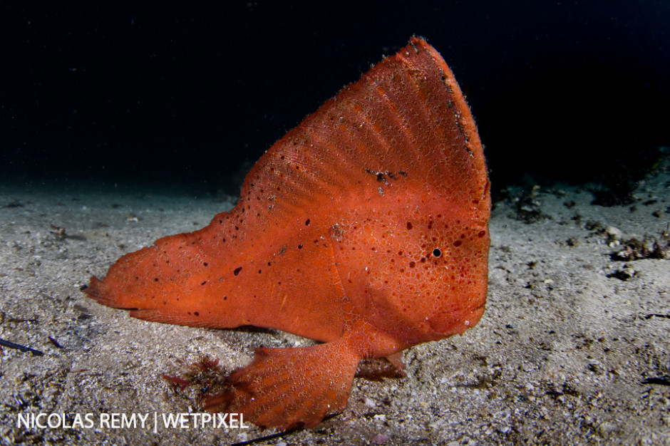 A red indianfish (*Pataecus fronto*) observed during a night dive. Bare Island, La Perouse.