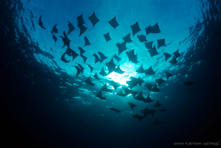 This school of cownose rays, Rhinoptera steindachneri, obliterated the sun as they passed overhead. Galapagos Islands.