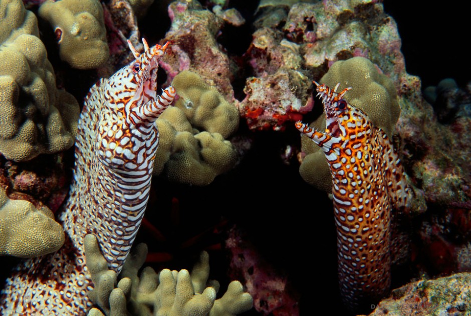 This pair of dragon moray eels [Muraena pardalis] are one of the more exotic of the moray family and highly sought in the aquarium trade. Hawaii.