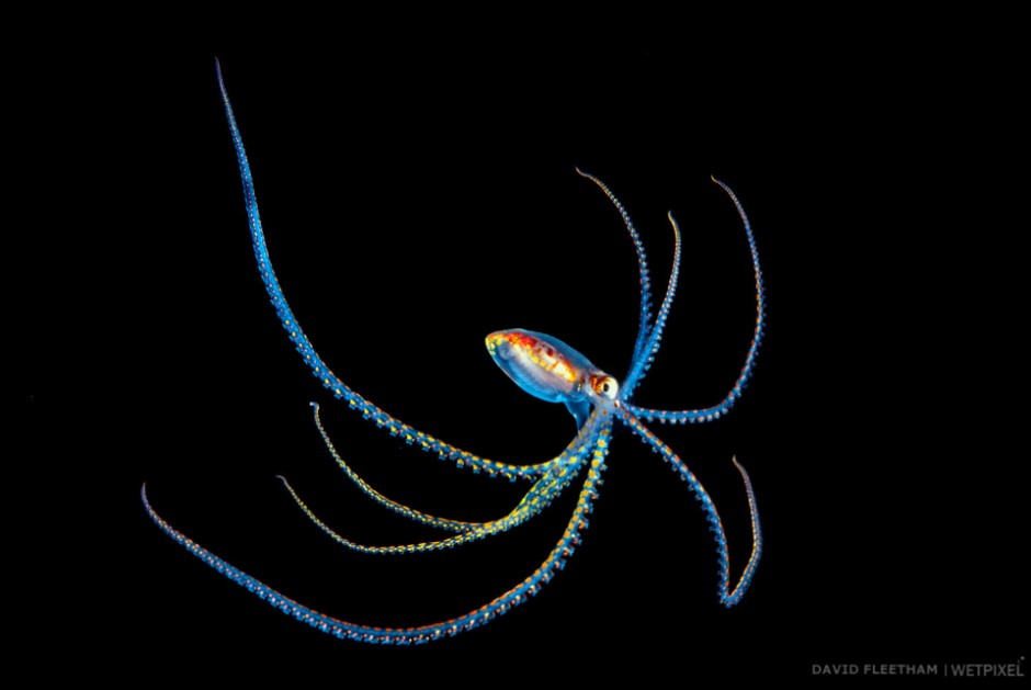 This pelagic species of octopus is no more that five inches across (as pictured) and was photographed at night in midwater in the Coral Sea off Northeastern Australia.