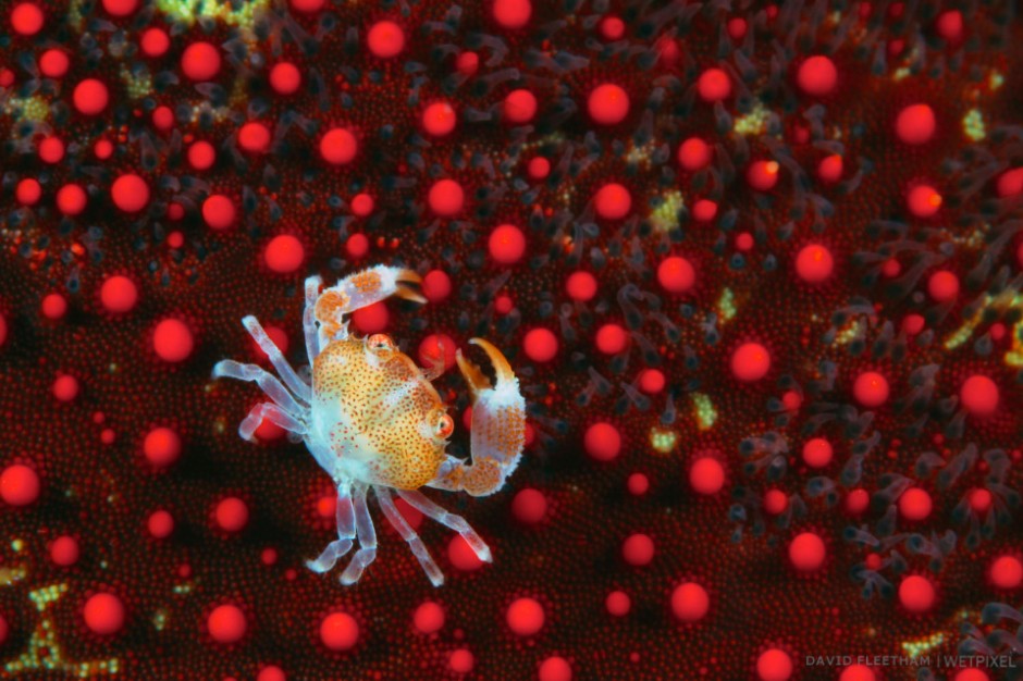 ￼This juvinile guard crab [Trapezia sp] is pictured on a cushion starfish [Culcita novaeguineae]. Hawaii.