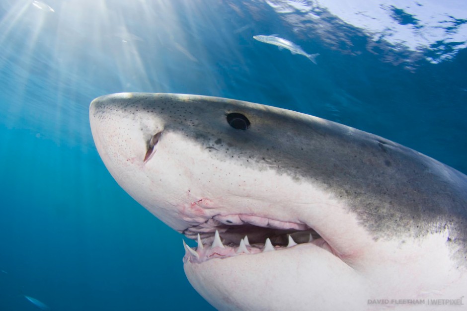 ￼This Great White Shark, Carcharodon carcharias, was photographed just below the surface off Guadalupe Island, Mexico.