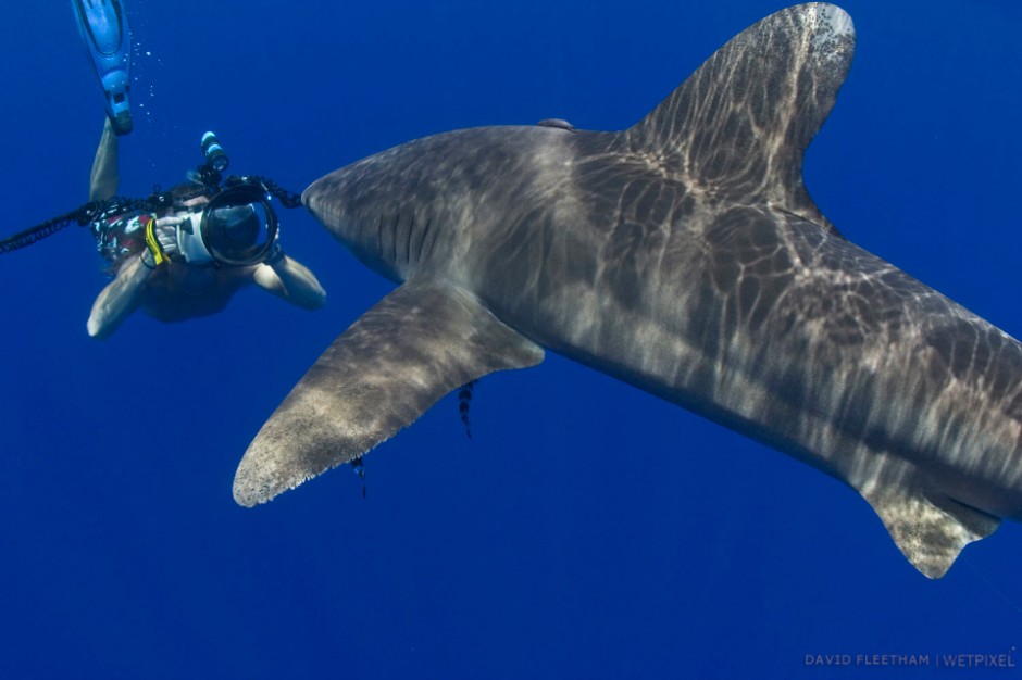 Photographer (MR) and an oceanic whitetip shark, Carcharhinus longimanus, Hawaii.