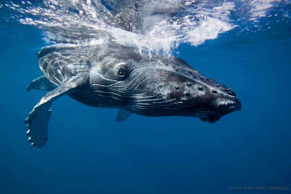 A humpback whale calf, Megaptera novaeangliae, leaves it's mother for a close look at the camera. Hawaii.