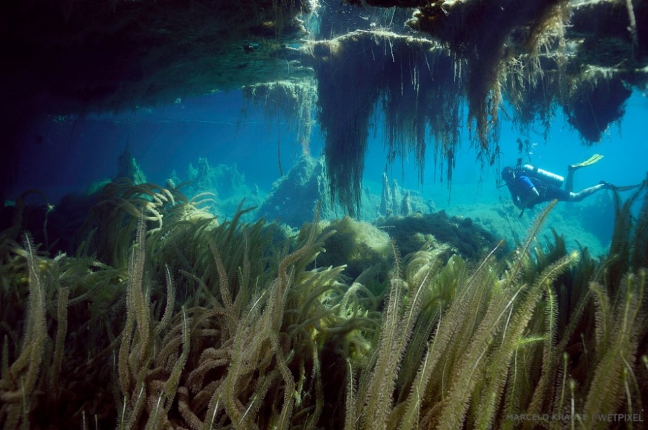 A diver explores what seems to be an underwater grotto or cave. In reality the “roof” is made of thick vegetation, with the roots almost reaching the lake bottom (Primavera de Leste, MT).