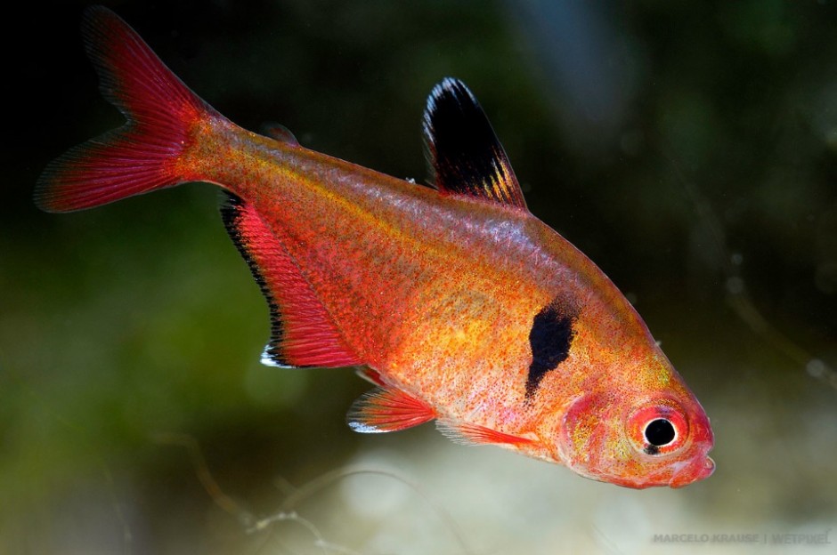 Serpae tetras (*Hyphessobrycon eques*) have a wide distribution range, covering almost all the Pantanal region. Their portuguese name makes reference to the state name: 