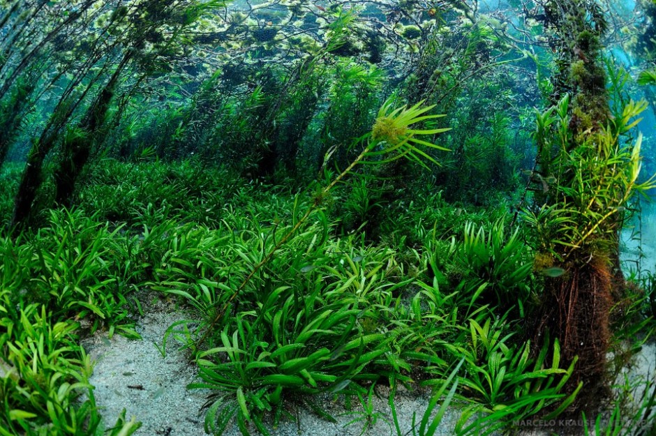 Dense underwater vegetation form beautiful underwater gardens on many rivers around Bonito, MS.