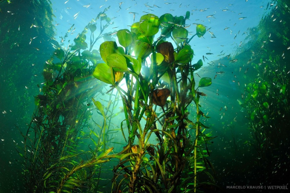 Aquatic plants have a vital role in fish reproduction as many species of fish lay their eggs on them. They also provide shelter and food for a huge variety of living creatures.