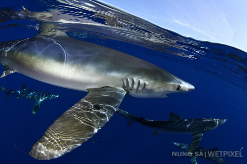 Blue shark (*Prionace glauca*).

Near-threatened Blue and Mako sharks can be found in several islands of the Azores, as well as on off-shore dives on remote underwater seamounts, such as Condor bank (off Pico and Faial Islands).