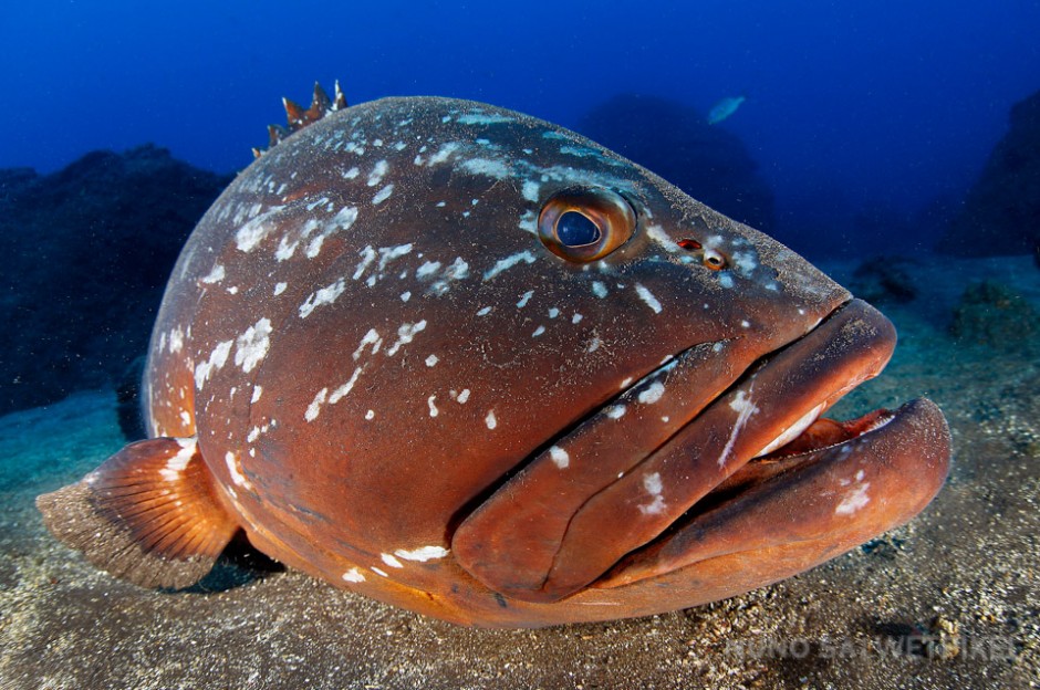 Large and curious dusky groupers (*Epinephelus marginatus*) can be found on every island of the archipelago.