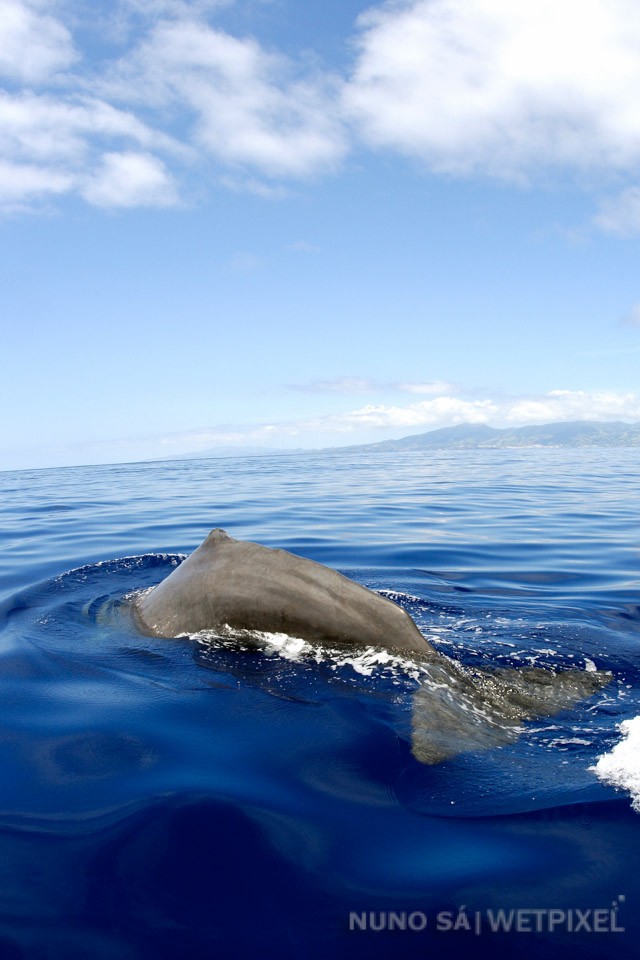 Sperm whale (*Physeter macrocephalus*)
 
"Reproduction groups" of Sperm whales, formed by females and calves can be seen year -round in the Azores.  Image taken under special permit from the Azores Goverment.