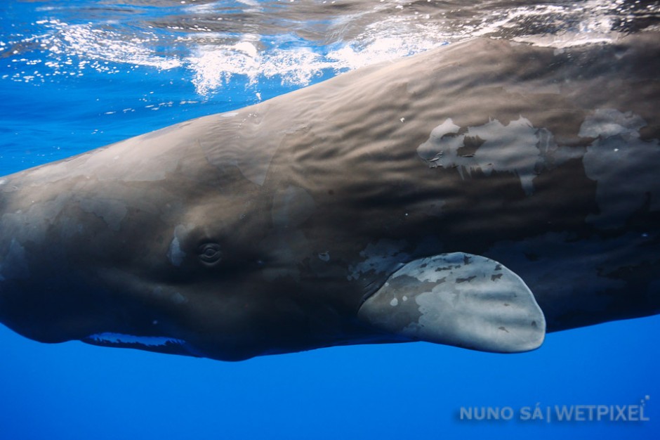 Sperm whale (*Physeter macrocephalus*)

Sperm whales can bee seen on all the Islands of the Azores, althought sightings are more regular at the Islands of pico, Faial and São Miguel. Image taken under special permit from the Azores Goverment.