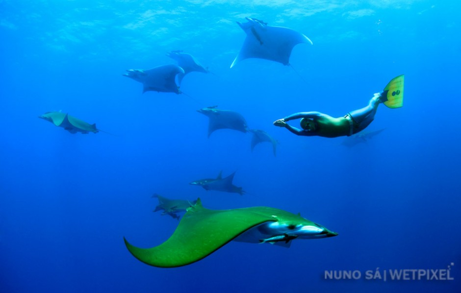 Devil ray (*Mobula tarapacana*). Ambrósio seamount - Santa Maria Island.

Diving “in the blue” with big pelagic species is one of the Azores highlights, and the water column is definitely home to some of the most amazing creatures
