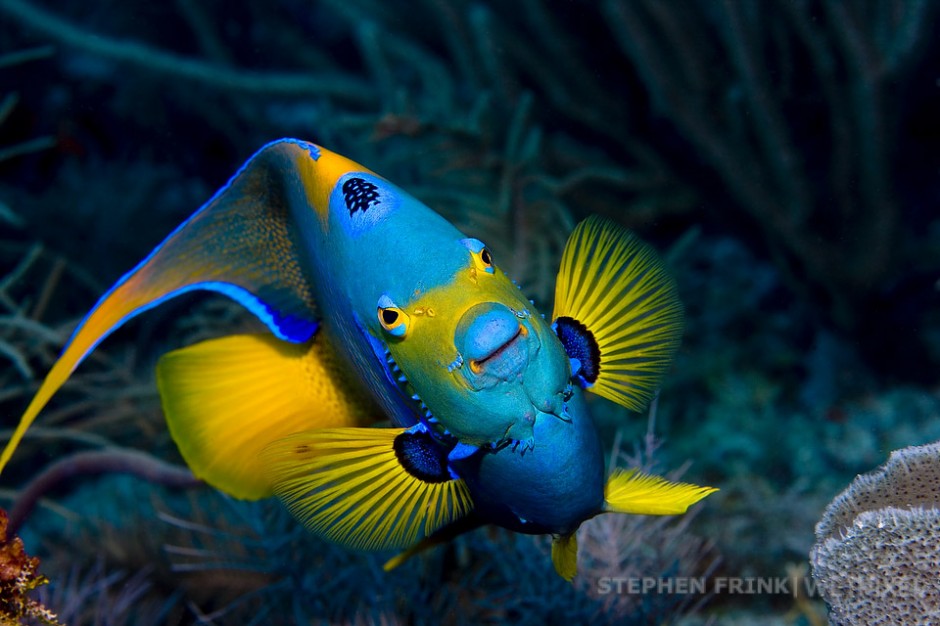 Queen angelfish (*Holacanthus ciliaris*), Molasses Reef