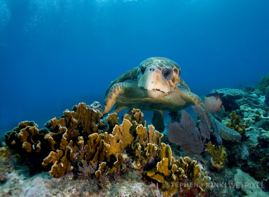 Loggerhead turtle (*Caretta caretta*), Molasses Reef.