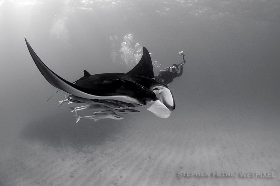 Manta ray (*Manta birostris*) and underwater photographer, Key Largo Dry Rocks