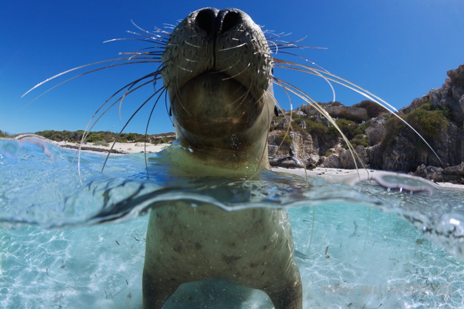Juvenile sea lion taking a break in the surf zone.