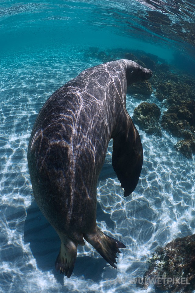 Adult male sea lion swimming through shallow waters with a white sand bottom.