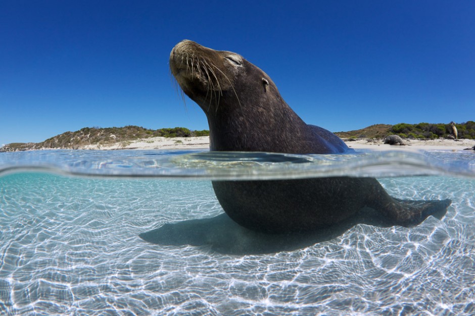 Sea lions often sit or lie in shallow water. This might help regulate body temperature on hot days.